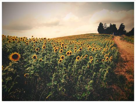 Girasoles Girasoles